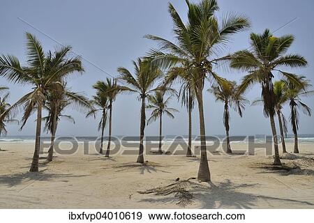 Stock Photo - "Palm trees on beach, near Salalah, Dhofar Region, Oman, Asia". Fotosearch