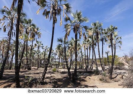 "Palm trees on the banks of the Kunene River, Kaokoland, Kunene Region, Namibia, Africa" View Large Photo Image Stock Photo - "Palm trees on the banks of the Kunene River, Kaokoland, Kunene Region, Namibia, Africa". Fotosearch