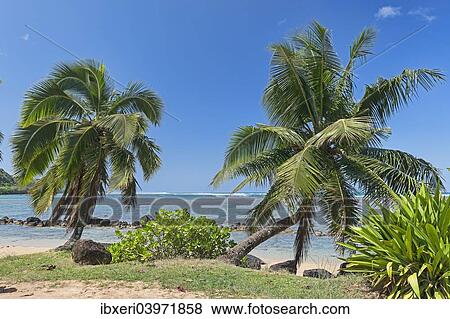 "Palm trees on the beach, Kaua'i, Hawaii, United States, North America" View Large Photo Image Stock Photo - "Palm trees on the beach, Kaua'i, Hawaii, United States, North America". Fotosearch