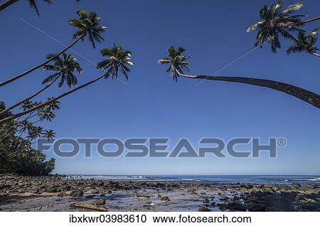 "Palm trees on the beach of Lavena, Taveuni, Fiji, Oceania" View Large Photo Image Stock Image - "Palm trees on the beach of Lavena, Taveuni, Fiji, Oceania". Fotosearch