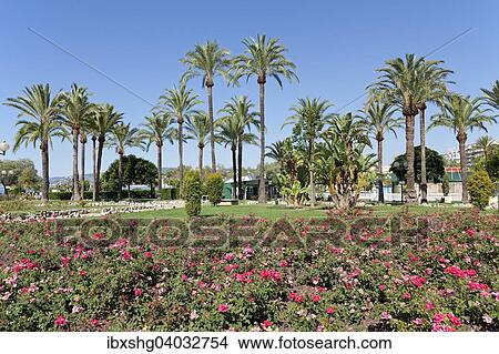Picture - "Palm trees on the beach promenade, Cannes, French Riviera, Provence-Alpes-Cote d'Azur, France, Europe". Fotosearch