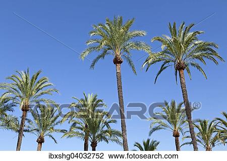 "Palm trees on the beach promenade, Cannes, French Riviera, Provence-Alpes-Cote d'Azur, France, Europe" View Large Photo Image Stock Image - "Palm trees on the beach promenade, Cannes, French Riviera, Provence-Alpes-Cote d'Azur, France, Europe". Fotosearch