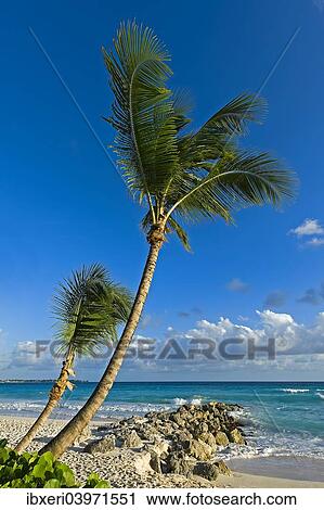 "Palm trees on the beach, Saint Lawrence Gap, Barbados, North America" View Large Photo Image Stock Image - "Palm trees on the beach, Saint Lawrence Gap, Barbados, North America". Fotosearch