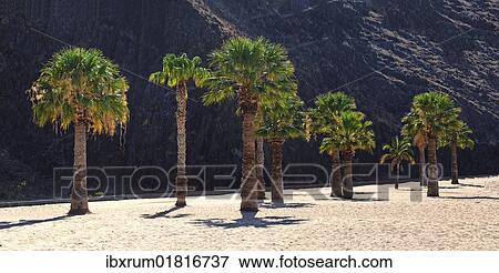 "Palm trees on the sandy beach of Playa de las Teresitas, Tenerife, Canary Islands, Spain, Europe" View Large Photo Image Stock Photo - "Palm trees on the sandy beach of Playa de las Teresitas, Tenerife, Canary Islands, Spain, Europe". Fotosearch
