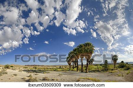 "Palm trees with cloudy sky on the North Shore Road, Stewarts Point, Valley of Fire, Nevada, United States, North America" View Large Photo Image Stock Photo - "Palm trees with cloudy sky on the North Shore Road, Stewarts Point, Valley of Fire, Nevada, United States, North America". Fotosearch