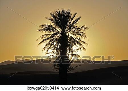 "Palm with backlighting at sunset, desert of Erg Chebbi, Morocco, Africa, PublicGround, Africa" View Large Photo Image Picture - "Palm with backlighting at sunset, desert of Erg Chebbi, Morocco, Africa, PublicGround, Africa". Fotosearch