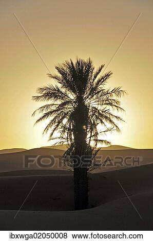 "Palm with backlighting at sunset, desert, sand dune of Erg Chebbi, Morocco, Africa" View Large Photo Image Stock Photo - "Palm with backlighting at sunset, desert, sand dune of Erg Chebbi, Morocco, Africa". Fotosearch