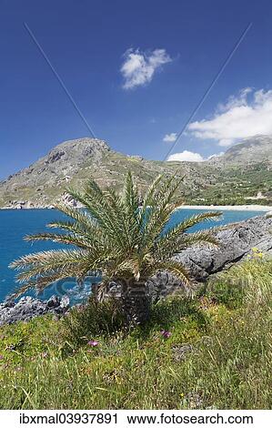 "Palme, bay and beach of Souda Plakias, South Crete, Crete, Greece, Europe" View Large Photo Image Stock Image - "Palme, bay and beach of Souda Plakias, South Crete, Crete, Greece, Europe". Fotosearch