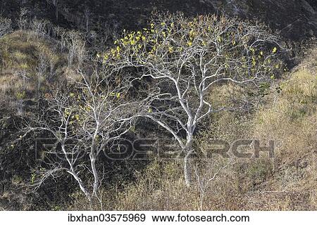 "Palo Santo tree (Bursera graveolens), Isla de San Cristobal, Galapagos Islands, Ecuador, South America" View Large Photo Image Stock Photo - "Palo Santo tree (Bursera graveolens), Isla de San Cristobal, Galapagos Islands, Ecuador, South America". Fotosearch