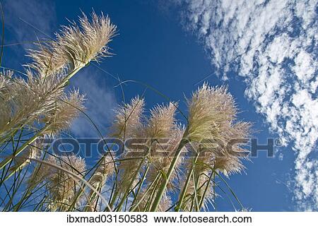 Stock Image - "Pampas grass (Cortaderia selloana) against a blue sky with clouds, Auckland, New Zealand, Oceania". Fotosearch