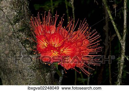 "Panama Flame Tree or Rose of Venezuela (Brownea macrophylla), Tiputini rain forest, Yasuni National Park, Ecuador, South America" View Large Photo Image Stock Photo - "Panama Flame Tree or Rose of Venezuela (Brownea macrophylla), Tiputini rain forest, Yasuni National Park, Ecuador, South America". Fotosearch