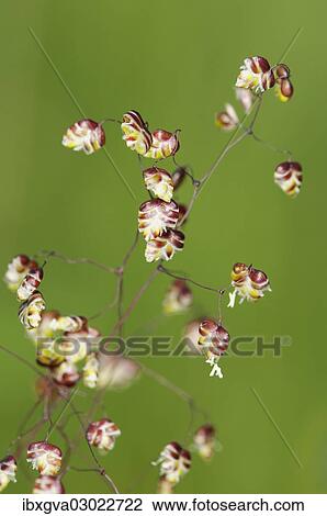 Stock Image - "Panicle of Quaking-grass, Cow-quake or Dithering-grass (Briza media), Kaiserstuhl, Baden-Wurttemberg, Germany, Europe". Fotosearch