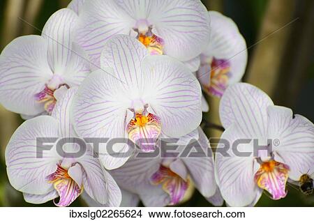 "Panicle of white orchid flowers (Phalaenopsis), hybrid" View Large Photo Image Picture - "Panicle of white orchid flowers (Phalaenopsis), hybrid". Fotosearch