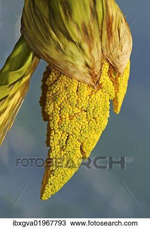 "Panicles of a Windmill Palm or Chinese Windmill Palm (Trachycarpus fortunei), Ronco, Ticino, Switzerland, Europe" View Large Photo Image Stock Image - "Panicles of a Windmill Palm or Chinese Windmill Palm (Trachycarpus fortunei), Ronco, Ticino, Switzerland, Europe". Fotosearch