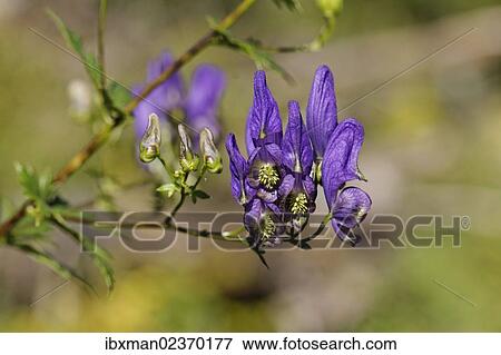 "Paniculate Aconite (Aconitum degenii), Limestone Alps National Park, Upper Austria, Austria, Europe" View Large Photo Image Stock Photo - "Paniculate Aconite (Aconitum degenii), Limestone Alps National Park, Upper Austria, Austria, Europe". Fotosearch