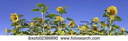 Panorama of a field of Sunflowers (Helianthus annuus) View Large Photo Image Stock Image - Panorama of a field of Sunflowers (Helianthus annuus). Fotosearch