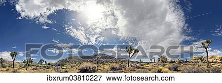 "Panorama of Horror Rocks with Joshua Trees or Palm Tree Yuccas (Yucca brevifolia) and a cloudy sky, Joshua Tree National Park, Desert Center, California, USA" View Large Photo Image Stock Photo - "Panorama of Horror Rocks with Joshua Trees or Palm Tree Yuccas (Yucca brevifolia) and a cloudy sky, Joshua Tree National Park, Desert Center, California, USA". Fotosearch