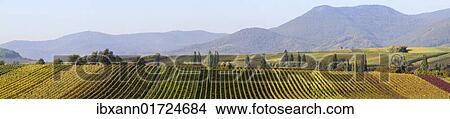 "Panoramic photo of the vineyards in autumn between Ilbesheim and Arzheim in the Southern Palatinate, Rhineland-Palatinate, Germany, Europe" View Large Photo Image Picture - "Panoramic photo of the vineyards in autumn between Ilbesheim and Arzheim in the Southern Palatinate, Rhineland-Palatinate, Germany, Europe". Fotosearch