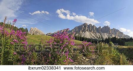 "Panoramic view as seen from the Wuerzjoch ridge with the Aferer Geisler Mountains and Peitlerkofel mountain at the back, Villnoesstal valley, province of Bolzano-Bozen, Italy, Europe" View Large Photo Image Stock Image - "Panoramic view as seen from the Wuerzjoch ridge with the Aferer Geisler Mountains and Peitlerkofel mountain at the back, Villnoesstal valley, province of Bolzano-Bozen, Italy, Europe". Fotosearch
