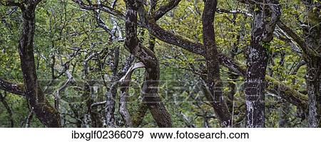 "Panoramic view, jungle, Glenveagh National Park, County Donegal, Republic of Ireland" View Large Photo Image Stock Photo - "Panoramic view, jungle, Glenveagh National Park, County Donegal, Republic of Ireland". Fotosearch