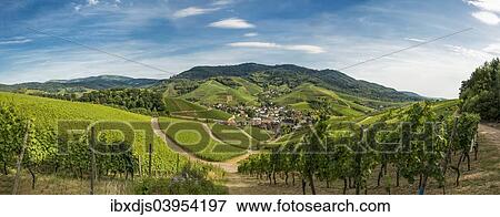 "Panoramic view, vineyards, near Durbach, Ortenau, Black Forest, Baden-Wurttemberg, Germany, Europe" View Large Photo Image Stock Photo - "Panoramic view, vineyards, near Durbach, Ortenau, Black Forest, Baden-Wurttemberg, Germany, Europe". Fotosearch