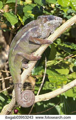 "Panther Chameleon (Furcifer pardalis), Madagascar, Africa" View Large Photo Image Stock Image - "Panther Chameleon (Furcifer pardalis), Madagascar, Africa". Fotosearch
