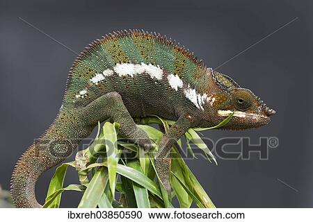 "Panther Chameleon (Furcifer pardalis), butterfly house, Forgaria nel Friuli, Udine province, Italy, Europe" View Large Photo Image Stock Image - "Panther Chameleon (Furcifer pardalis), butterfly house, Forgaria nel Friuli, Udine province, Italy, Europe". Fotosearch