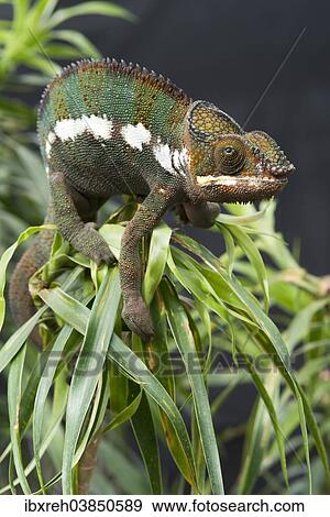 "Panther Chameleon (Furcifer pardalis), butterfly house, Forgaria nel Friuli, Udine province, Italy, Europe" View Large Photo Image Stock Photo - "Panther Chameleon (Furcifer pardalis), butterfly house, Forgaria nel Friuli, Udine province, Italy, Europe". Fotosearch