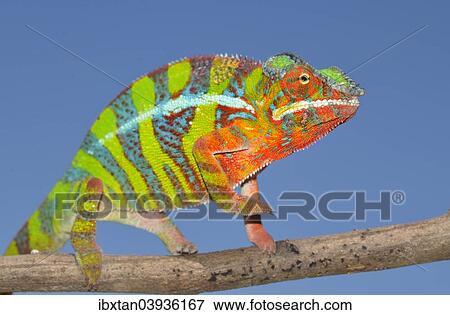 "Panther Chameleon (Furcifer pardalis), Ambilobe, Madagascar, Africa" View Large Photo Image Stock Photo - "Panther Chameleon (Furcifer pardalis), Ambilobe, Madagascar, Africa". Fotosearch