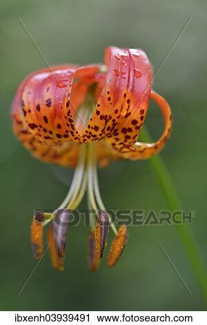 "Panther Lily (Lilium pardalinum), Emsland, Lower Saxony, Germany, Europe" View Large Photo Image Stock Image - "Panther Lily (Lilium pardalinum), Emsland, Lower Saxony, Germany, Europe". Fotosearch