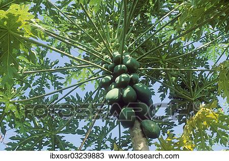 "Papaya (Carica papaya), fruits growing on a tree, Ubud, Bali, Indonesia, Asia" View Large Photo Image Stock Image - "Papaya (Carica papaya), fruits growing on a tree, Ubud, Bali, Indonesia, Asia". Fotosearch