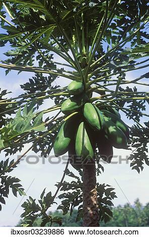 "Papaya (Carica papaya), fruits growing on a tree, Ubud, Bali, Indonesia, Asia" View Large Photo Image Stock Photograph - "Papaya (Carica papaya), fruits growing on a tree, Ubud, Bali, Indonesia, Asia". Fotosearch