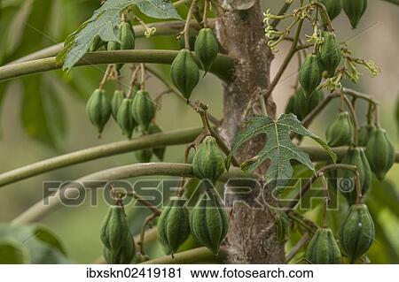 Stock Image - "Papaya or Pawpaw (Carica papaya) on the tree, Leymebamba, Amazonas, Peru, South America". Fotosearch
