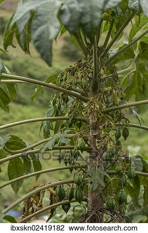 Stock Image - "Papaya or Pawpaw (Carica papaya) on the tree, Leymebamba, Amazonas, Peru, South America". Fotosearch