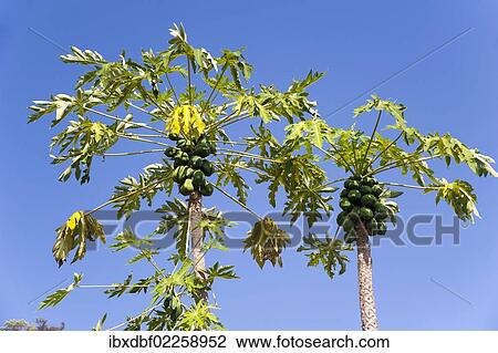 "Papaya or Pawpaw tree (Carica papaya), Northern Thailand, Thailand, Asia" View Large Photo Image Stock Image - "Papaya or Pawpaw tree (Carica papaya), Northern Thailand, Thailand, Asia". Fotosearch