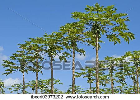 "Papaya plantation, Big Island, Hawaii, United States, North America" View Large Photo Image Stock Image - "Papaya plantation, Big Island, Hawaii, United States, North America". Fotosearch