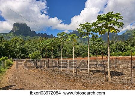"Papaya plantation, Mo'orea, French Polynesia, Oceania" View Large Photo Image Picture - "Papaya plantation, Mo'orea, French Polynesia, Oceania". Fotosearch