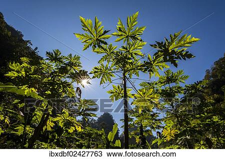 Stock Image - "Papaya tree (Carica papaya), backlit, jungle, bamboo forest, Soppong or Pang Mapha area, Mae Hong Son province, northern Thailand, Thailand, Asia". Fotosearch