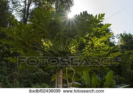 "Papaya tree (Carica papaya), backlit, northern Thailand, Thailand, Asia" View Large Photo Image Stock Photo - "Papaya tree (Carica papaya), backlit, northern Thailand, Thailand, Asia". Fotosearch