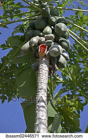 "Papaya tree (Carica papaya) with one half-eaten fruit, Chiang Mai, Thailand, Southeast Asia, Asia" View Large Photo Image Stock Image - "Papaya tree (Carica papaya) with one half-eaten fruit, Chiang Mai, Thailand, Southeast Asia, Asia". Fotosearch