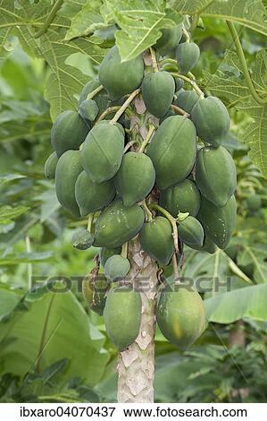 "Papaya tree with papaya fruits (Carica papaya), Ninh Thuan, Vietnam, Asia" View Large Photo Image Stock Photo - "Papaya tree with papaya fruits (Carica papaya), Ninh Thuan, Vietnam, Asia". Fotosearch