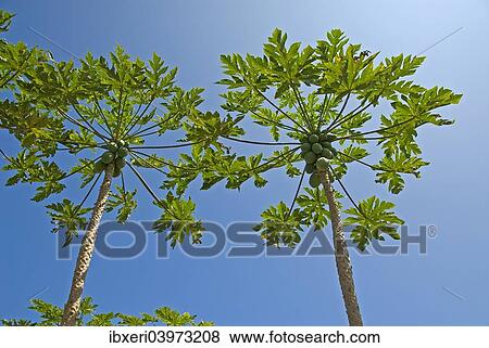 Stock Photo - "Papaya trees with fruits, Big Island, Hawaii, United States, North America". Fotosearch