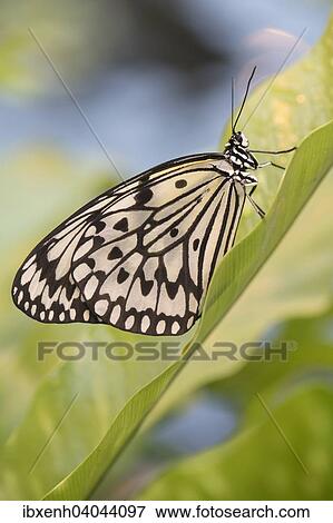 "Paper Kite (Idea leuconoe), captive, Emsland, Lower Saxony, Germany, Europe" View Large Photo Image Stock Photo - "Paper Kite (Idea leuconoe), captive, Emsland, Lower Saxony, Germany, Europe". Fotosearch