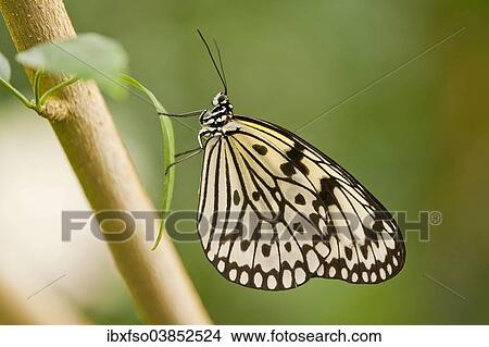 "Paper Kite or Large Tree Nymph (Idea leuconoe), captive, Thuringia, Germany, Europe" View Large Photo Image Picture - "Paper Kite or Large Tree Nymph (Idea leuconoe), captive, Thuringia, Germany, Europe". Fotosearch