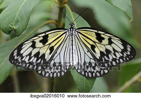 "Paper Kite or Large Tree Nymph (Idea leuconoe), tropical butterfly, Asia" View Large Photo Image Stock Image - "Paper Kite or Large Tree Nymph (Idea leuconoe), tropical butterfly, Asia". Fotosearch
