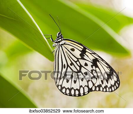 "Paper Kite or Large Tree Nymph (Idea leuconoe), captive, Thuringia, Germany, Europe" View Large Photo Image Stock Photo - "Paper Kite or Large Tree Nymph (Idea leuconoe), captive, Thuringia, Germany, Europe". Fotosearch