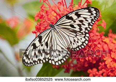 "Paper Kite or Large Tree Nymph (Idea leuconoe), captive, Thuringia, Germany, Europe" View Large Photo Image Stock Photography - "Paper Kite or Large Tree Nymph (Idea leuconoe), captive, Thuringia, Germany, Europe". Fotosearch
