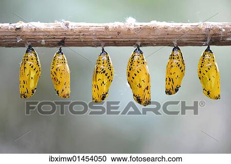 "Paper Kite or the Rice Paper butterfly (Idea leuconoe), chrysalis" View Large Photo Image Stock Image - "Paper Kite or the Rice Paper butterfly (Idea leuconoe), chrysalis". Fotosearch