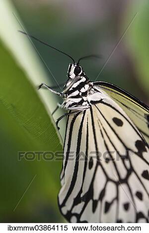 "Paper Kite, Rice Paper, or Large Tree Nymph (Idea leuconoe), captive, Munich" View Large Photo Image Stock Photography - "Paper Kite, Rice Paper, or Large Tree Nymph (Idea leuconoe), captive, Munich". Fotosearch