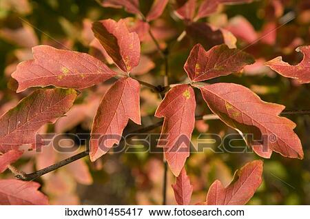 Paperbark maple (Acer griseum) View Large Photo Image Stock Photo - Paperbark maple (Acer griseum). Fotosearch